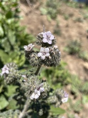 Phacelia cicutaria hispida