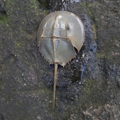 Carcinoscorpius rotundicauda