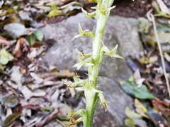 Mesadenus polyanthus