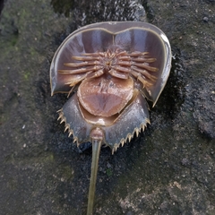Carcinoscorpius rotundicauda