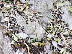 Mesadenus polyanthus