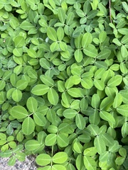 Arachis repens