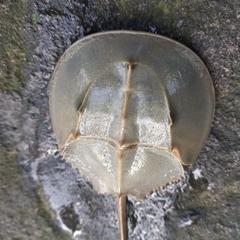 Carcinoscorpius rotundicauda