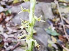 Mesadenus polyanthus