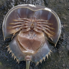 Carcinoscorpius rotundicauda
