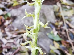 Mesadenus polyanthus