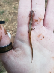 Eurycea chamberlaini