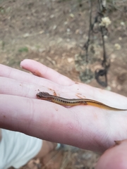 Eurycea chamberlaini