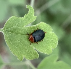 Plagiodera arizonae
