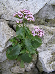 Centranthus calcitrapae