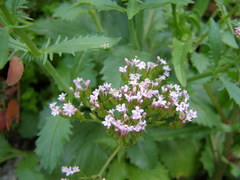 Centranthus calcitrapae