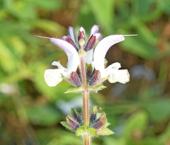 Salvia argentea