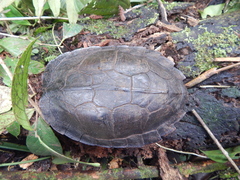 Cyclemys dentata
