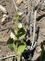 Phacelia viscida albiflora