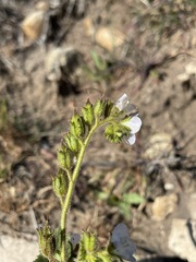 Phacelia viscida albiflora