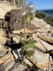 Phacelia viscida albiflora
