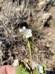 Phacelia viscida albiflora