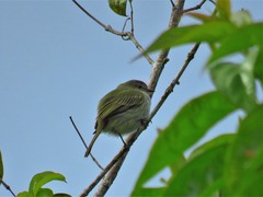 Myiopagis viridicata