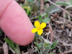 Physaria recurvata