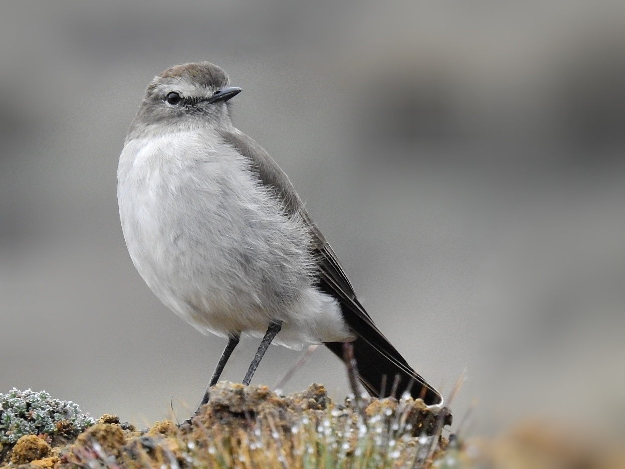 Paramo Ground Tyrant (Muscisaxicola alpinus), photo 9