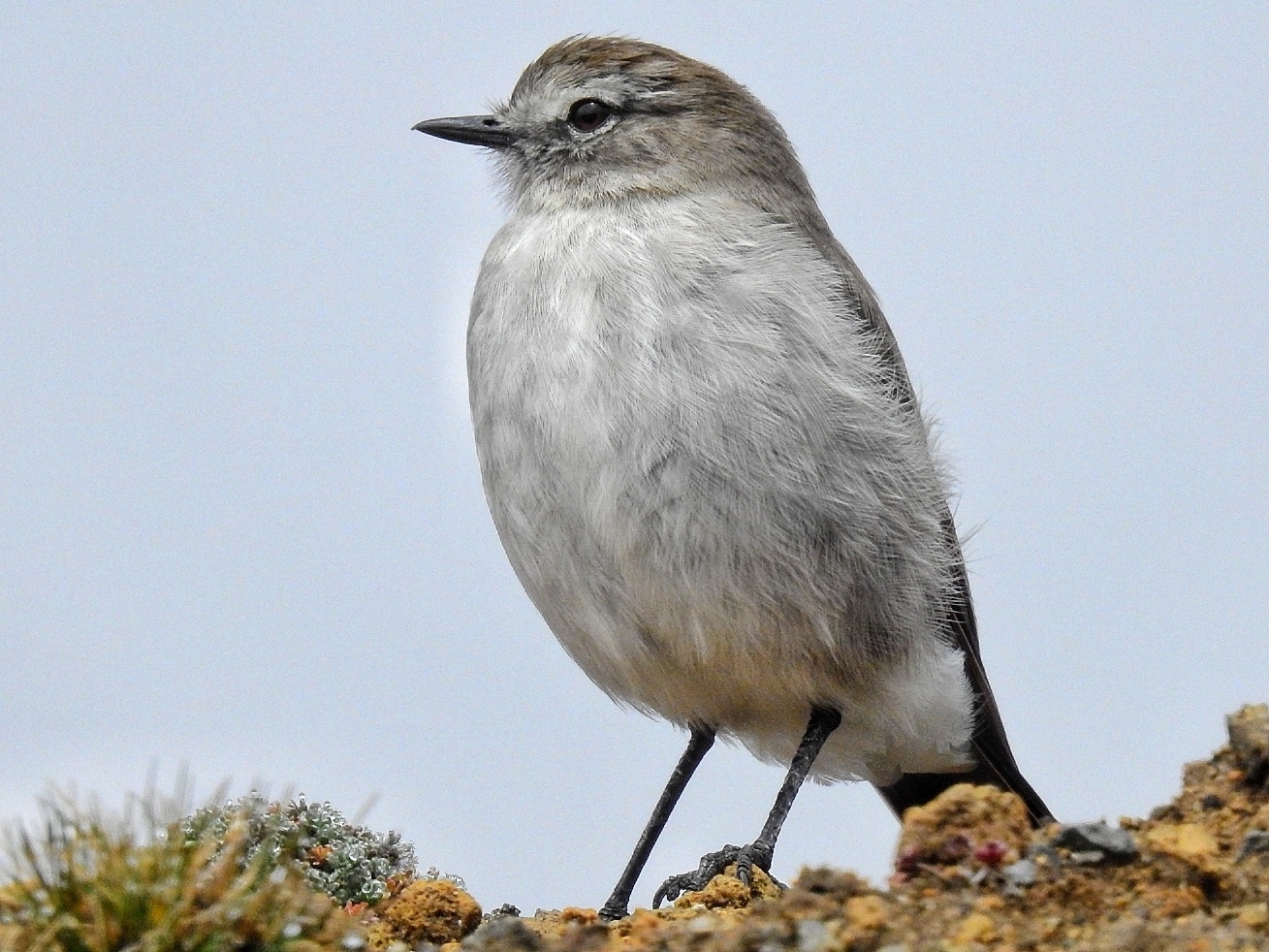 Paramo Ground Tyrant (Muscisaxicola alpinus), photo 10