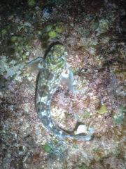 Entomacrodus marmoratus