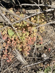 Pterostegia drymarioides