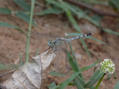 Diplacodes trivialis