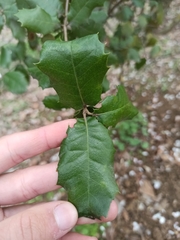 Quercus rotundifolia