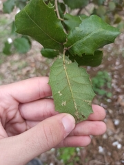 Quercus rotundifolia