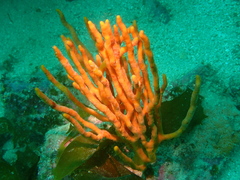 Pararhaphoxya sinclairi