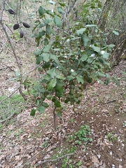 Quercus rotundifolia
