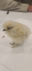 Gallus gallus domesticus