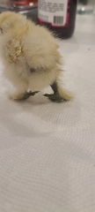 Gallus gallus domesticus