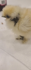 Gallus gallus domesticus