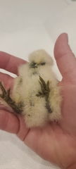Gallus gallus domesticus