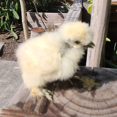 Gallus gallus domesticus