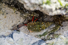 Calcinus californiensis