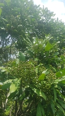 Pseudopanax crassifolius × lessonii