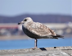 Larus argentatus