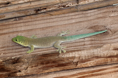 Phelsuma standingi