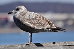 Larus argentatus
