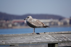 Larus argentatus