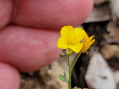 Physaria recurvata