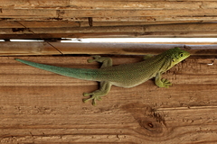 Phelsuma standingi