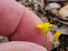 Physaria recurvata