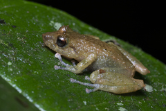 Pristimantis cedros