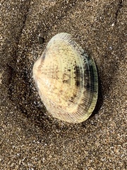 Ruditapes decussatus