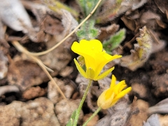 Physaria recurvata