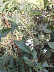 Tournefortia hartwegiana